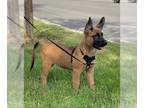 Doberman Pinscher-German Shepherd Dog Mix DOG FOR ADOPTION RGADN-1174993 -