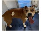 Boxer Mix DOG FOR ADOPTION RGADN-1175013 - TJ - Boxer / Mixed (medium coat) Dog