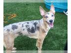 Catahoula Leopard Dog Mix DOG FOR ADOPTION RGADN-1175021 - ALMA - Catahoula