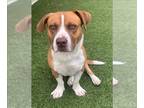 Basset Hound-Labrador Retriever Mix DOG FOR ADOPTION RGADN-1175023 - RYDER -