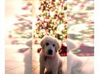 Great Pyrenees DOG FOR ADOPTION RGADN-1175024 - Iko - Great Pyrenees (long coat)