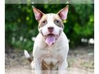 American Staffordshire Terrier Mix DOG FOR ADOPTION RGADN-1175036 - JOE -