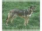 German Shepherd Dog Mix DOG FOR ADOPTION RGADN-1175041 - Davina - German
