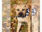 American Pit Bull Terrier-Black Mouth Cur Mix DOG FOR ADOPTION RGADN-1175048 -