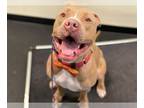 American Pit Bull Terrier Mix DOG FOR ADOPTION RGADN-1175054 - Pluto - Pit Bull