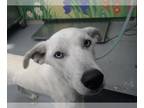 Huskies -Labrador Retriever Mix DOG FOR ADOPTION RGADN-1175061 - NYMIRIA -