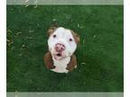 American Pit Bull Terrier DOG FOR ADOPTION RGADN-1175063 - BRUNO - Pit Bull