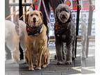 Labrador Retriever-Portuguese Water Dog Mix DOG FOR ADOPTION RGADN-1175071 -