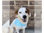 Beagle-Pointer Mix DOG FOR ADOPTION RGADN-1175072 - Lily - Beagle / Pointer /