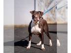 American Pit Bull Terrier Mix DOG FOR ADOPTION RGADN-1175073 - Leona: Adoption