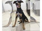 Doberman Pinscher Mix DOG FOR ADOPTION RGADN-1175076 - Emma - Cattle Dog /