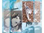 Siberian Husky DOG FOR ADOPTION RGADN-1175082 - Ally and Jackson - Siberian