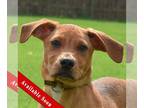 German Pinscher-Labrador Retriever Mix DOG FOR ADOPTION RGADN-1175096 - Jamie -