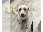 Great Pyrenees Mix DOG FOR ADOPTION RGADN-1175101 - Sophie - Great Pyrenees /