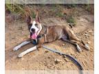 American Pit Bull Terrier Mix DOG FOR ADOPTION RGADN-1175136 - FOXY - Pit Bull
