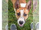 Basenji Mix DOG FOR ADOPTION RGADN-1175138 - Puppy Milla - Basenji / Mixed