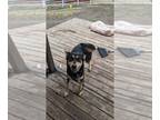 Huskies -Labrador Retriever Mix DOG FOR ADOPTION RGADN-1175146 - Hela and Sylvie