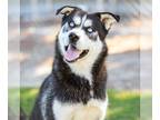 Siberian Husky Mix DOG FOR ADOPTION RGADN-1175157 - *TACOMA - Siberian Husky /