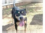 American Pit Bull Terrier Mix DOG FOR ADOPTION RGADN-1175158 - MERCEDES - Pit