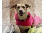Labrador Retriever Mix DOG FOR ADOPTION RGADN-1175159 - Sage (TX) - Labrador
