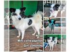 Collie-Papillon Mix DOG FOR ADOPTION RGADN-1175171 - Nova from Korea - Collie /