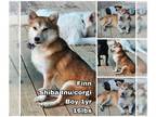 Pembroke Welsh Corgi-Shiba Inu Mix DOG FOR ADOPTION RGADN-1175173 - Finn from