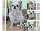 Pomeranian DOG FOR ADOPTION RGADN-1175175 - Brie from Korea - Pomeranian Dog For