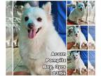 Pomeranian-pomeranian spitz Mix DOG FOR ADOPTION RGADN-1175182 - Acorn from
