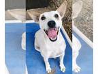 Labrador Retriever Mix DOG FOR ADOPTION RGADN-1175184 - Beautiful BLANCA -