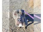 American Pit Bull Terrier Mix DOG FOR ADOPTION RGADN-1175196 - Trinidad - Pit
