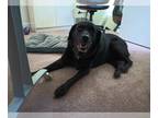 Labrador Retriever Mix DOG FOR ADOPTION RGADN-1175197 - Baloo - Labrador