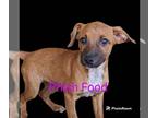 Cairn Terrier Mix DOG FOR ADOPTION RGADN-1175204 - Phish Food - Cairn Terrier /
