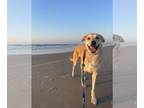 Carolina Dog DOG FOR ADOPTION RGADN-1175224 - Louise (Courtesy) - Carolina Dog