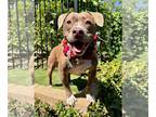 American Pit Bull Terrier Mix DOG FOR ADOPTION RGADN-1175247 - Ruby Roo -