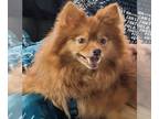 Pomeranian Mix DOG FOR ADOPTION RGADN-1175280 - Tyson *FH* the Terrific -