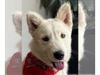 Huskies Mix DOG FOR ADOPTION RGADN-1175281 - Cream Pie aka Ghost- Adopt Me!