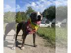 Staffordshire Bull Terrier Mix DOG FOR ADOPTION RGADN-1175338 - Prince Naveen -