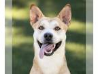 American Pit Bull Terrier-Siberian Husky Mix DOG FOR ADOPTION RGADN-1175340 -