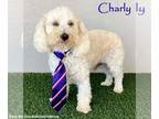 Poodle (Miniature) Mix DOG FOR ADOPTION RGADN-1175349 - Charly - Poodle