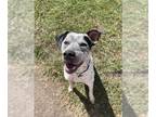American Pit Bull Terrier Mix DOG FOR ADOPTION RGADN-1175373 - Finn - Cattle Dog