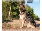 Catahoula Leopard Dog Mix DOG FOR ADOPTION RGADN-1175377 - *BRONSON - Catahoula