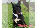Labrador Retriever Mix DOG FOR ADOPTION RGADN-1175392 - Sheba - Labrador