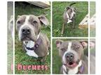 American Staffordshire Terrier Mix DOG FOR ADOPTION RGADN-1175405 - Duchess -