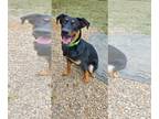 Rottweiler DOG FOR ADOPTION RGADN-1175407 - Jimmy - Rottweiler / Shepherd