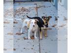 Beagle-German Shepherd Dog Mix DOG FOR ADOPTION RGADN-1175408 - Gerald - Beagle