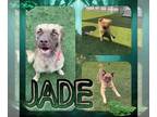 Labrador Retriever DOG FOR ADOPTION RGADN-1175413 - JADE - Labrador Retriever
