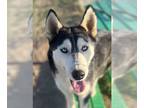 Mix DOG FOR ADOPTION RGADN-1175432 - Greta - Husky (medium coat) Dog For