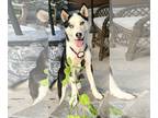 Mix DOG FOR ADOPTION RGADN-1175434 - Garbo - Husky (medium coat) Dog For