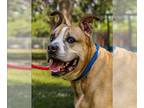 Staffordshire Bull Terrier Mix DOG FOR ADOPTION RGADN-1175443 - GROVER -