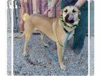 Mastiff Mix DOG FOR ADOPTION RGADN-1175450 - Ponyboy - Yellow Labrador Retriever